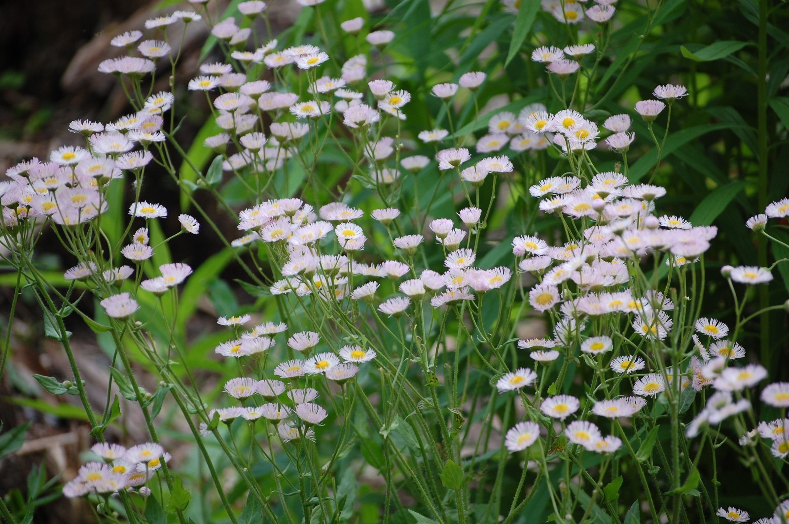 1/4 TSP + PHILADELPHIA FLEABANE DAISY SEEDS/Erigeron philadelphicus/NATIVE US