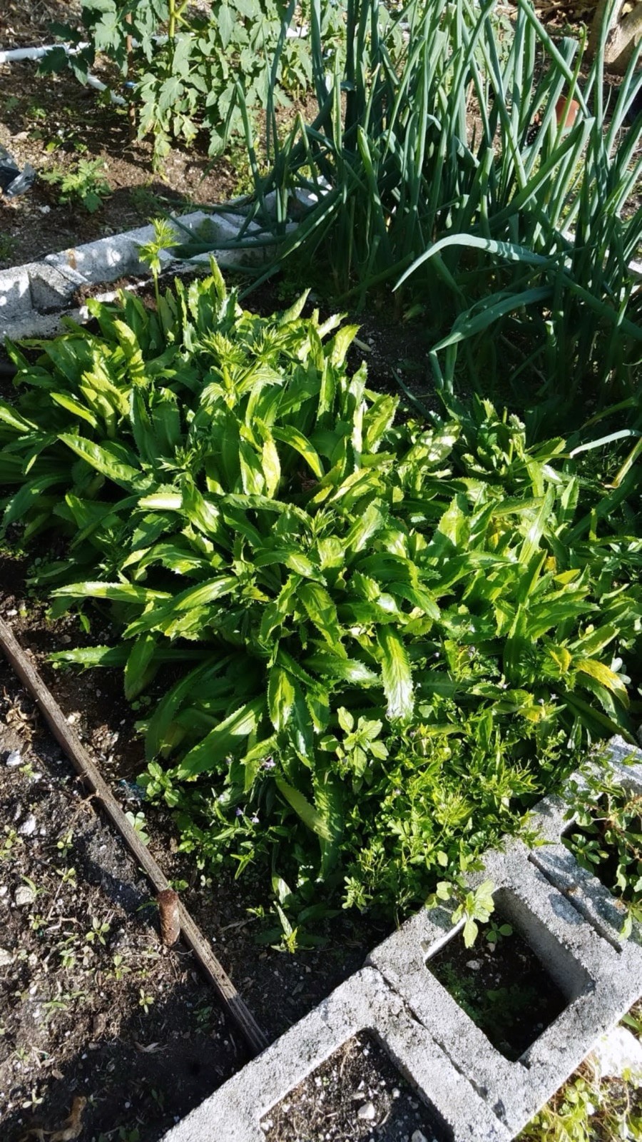 ByDiane Homestead Culantro Herb Seeds 20+ Semillas Florida Grown