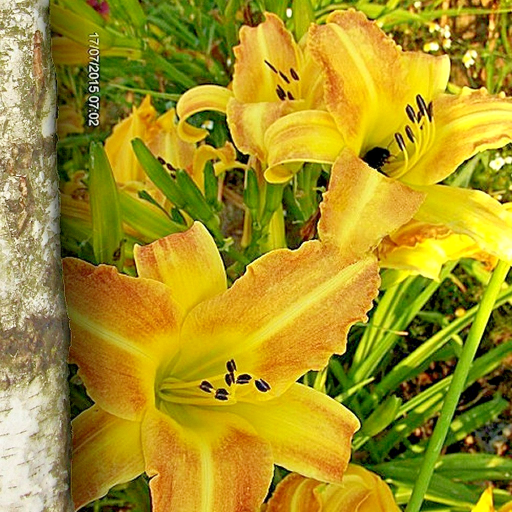 5 RARE CHINA DAYLILY SEEDS – Hemerocallis ‘Rare China’