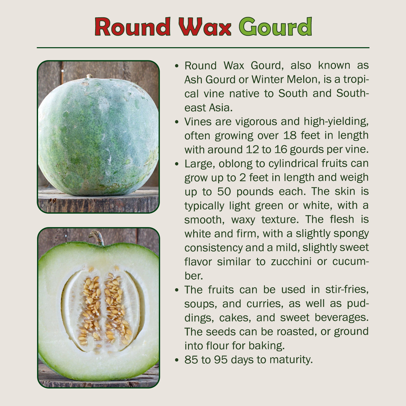 10 Round Wax Gourd Seeds, Winter Melon, Ash Gourd, Heirloom, Non-GMO