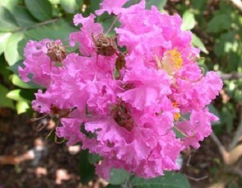 35 DARK PINK CREPE CRAPE MYRTLE Lagerstroemia Indica Bush Tree Flower Seeds