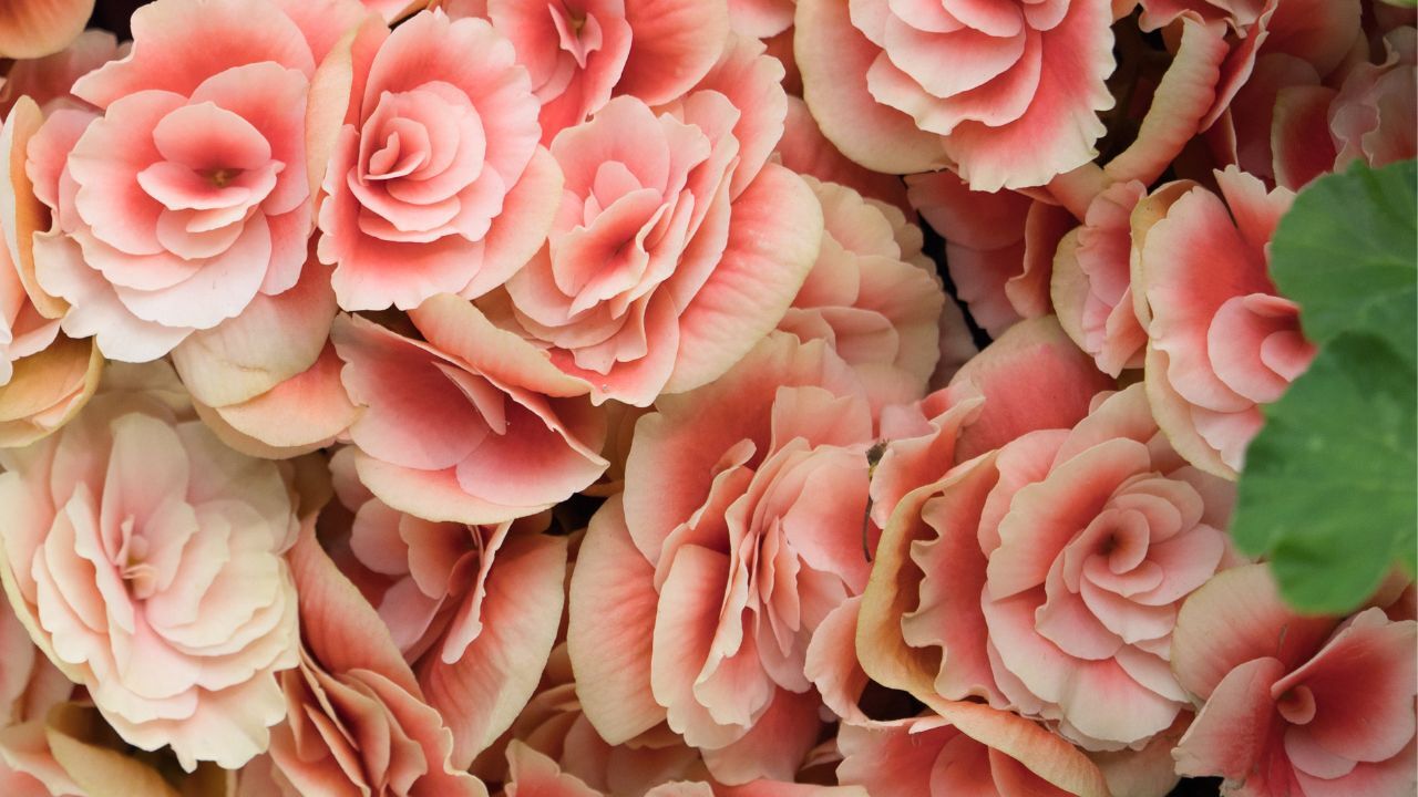 Packet Begonia Seeds – Fragrant – 45 Seeds