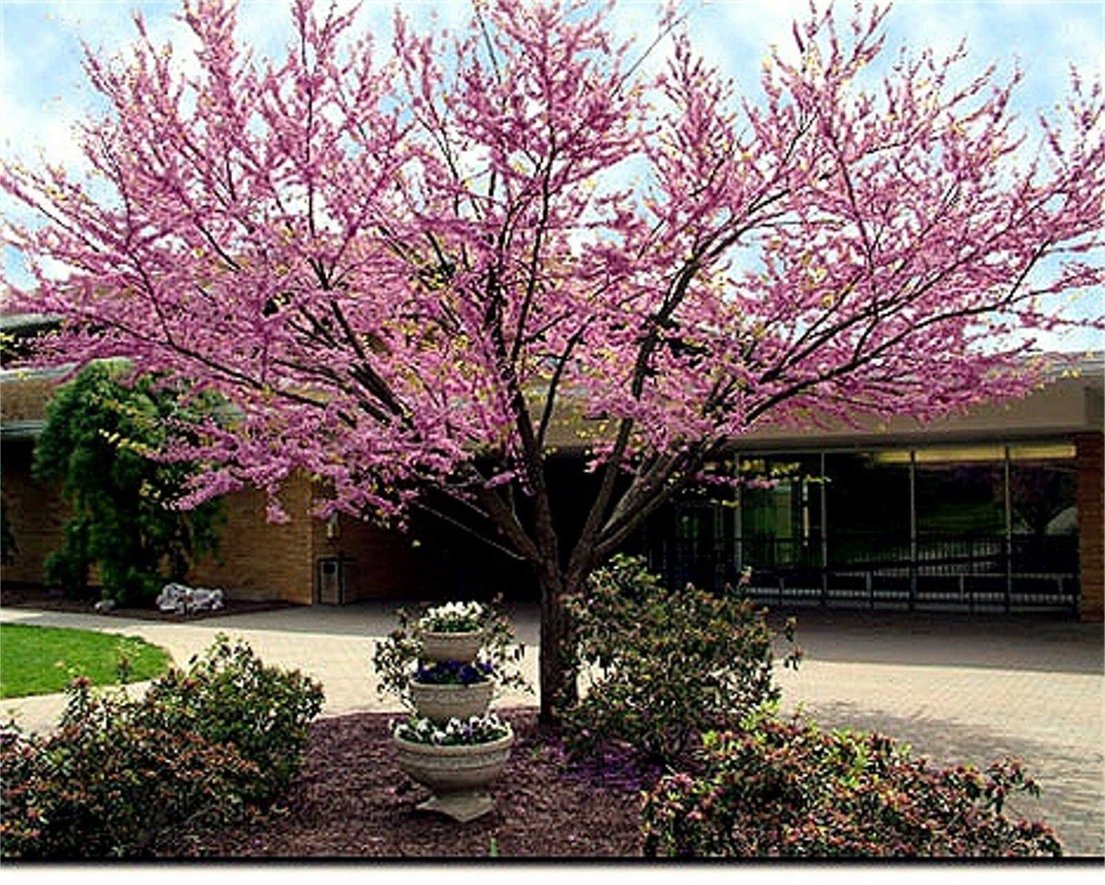 Cercis Occidentalis 25 Seeds, Western Redbud Cold Hardy Flowering Shrub Or Tree