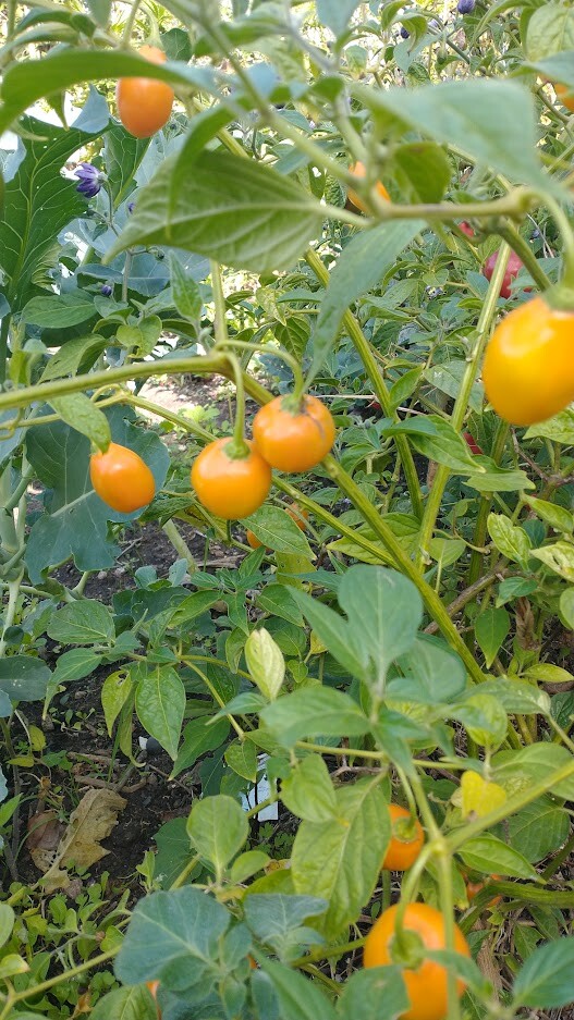 Honey Badger Manzano Chile pepper seeds (FREE SHIPPING to USA) (24)