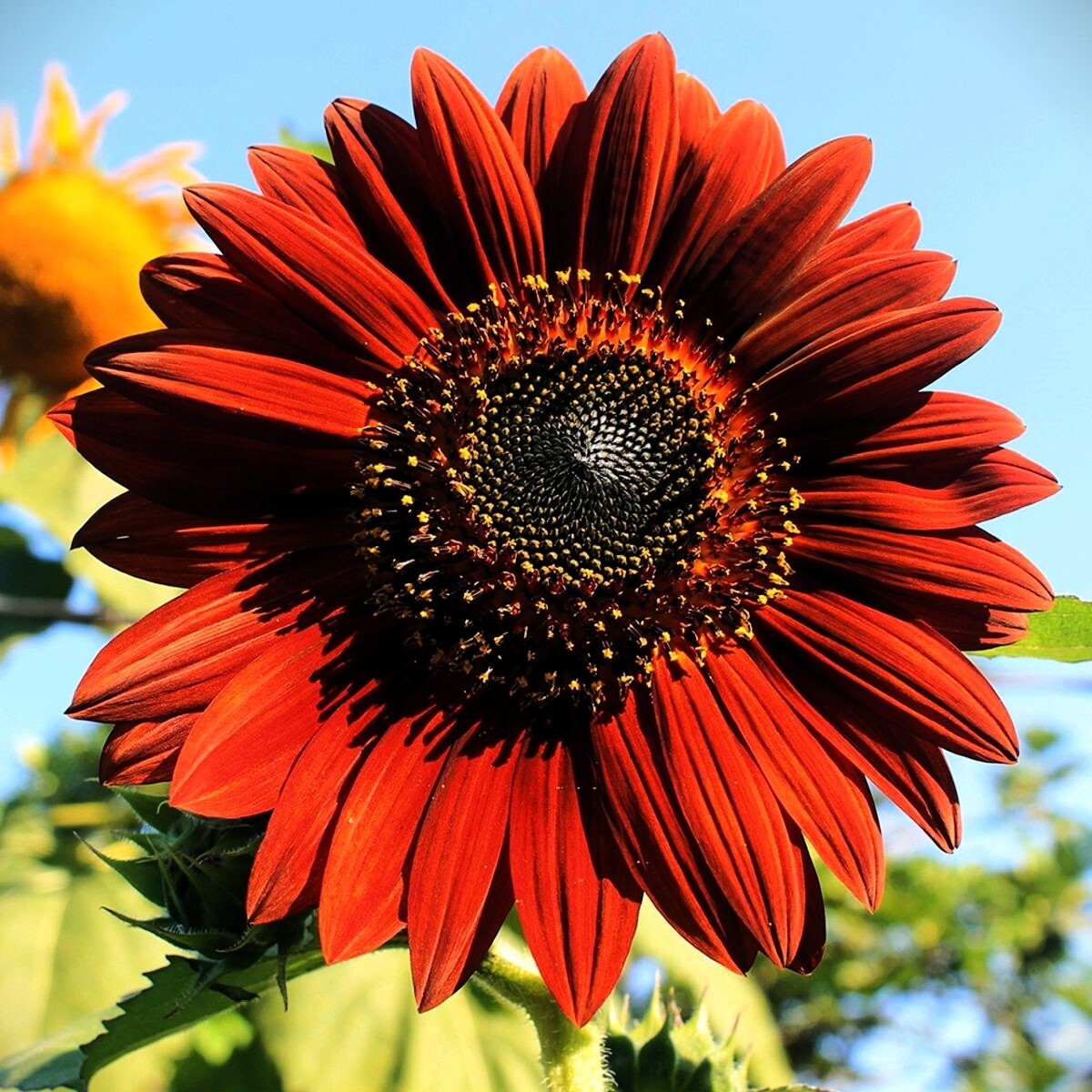 Moulin Rouge Sunflower Seeds