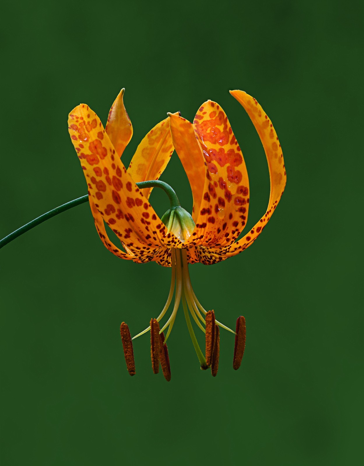 Humboldt Lily Seeds California Native Seed Lilium humboldtii ssp. ocellatum Rare