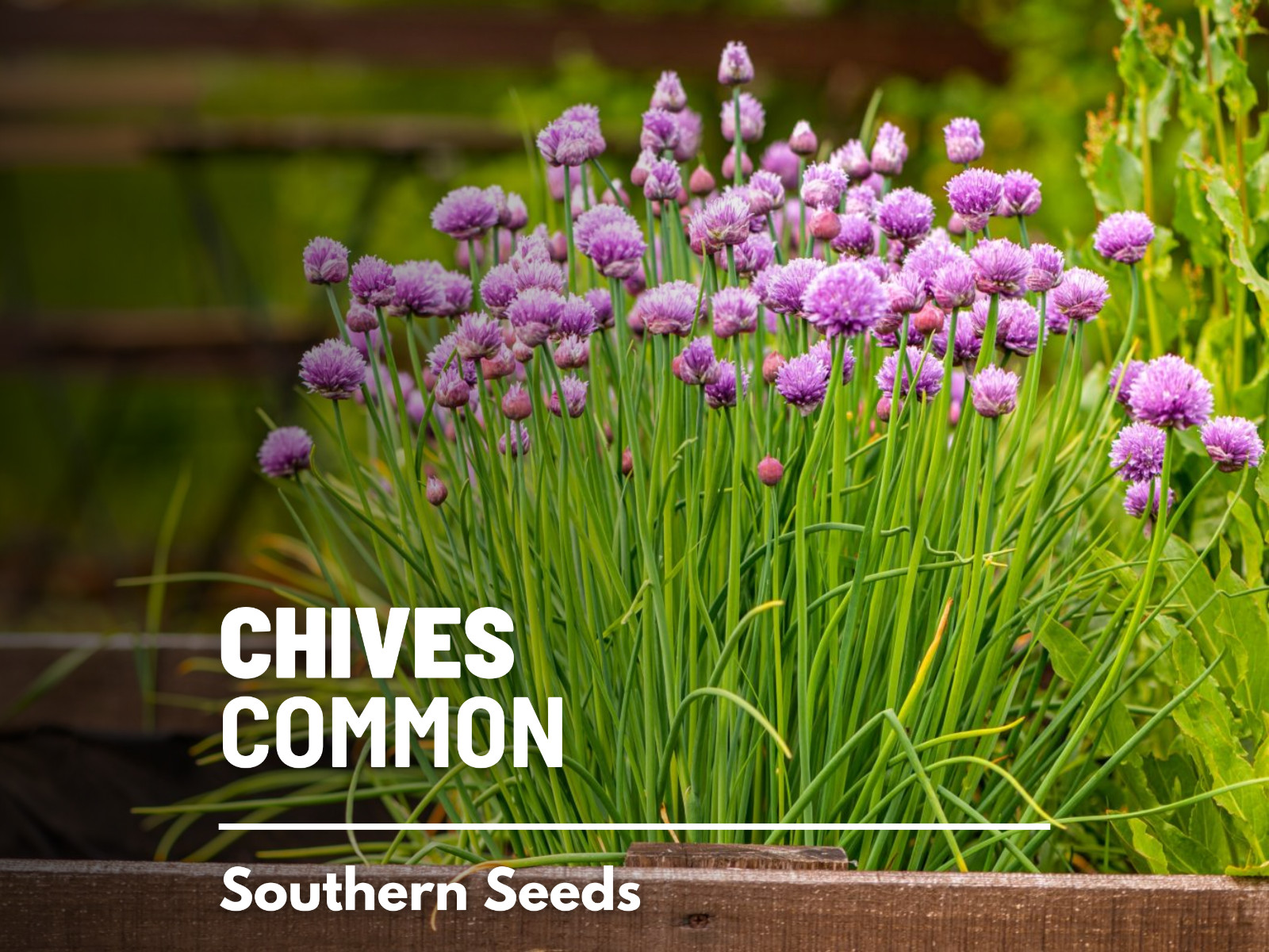 Chives – 100 Seeds – Culinary & Medicinal Herb – Heirloom – NonGMO