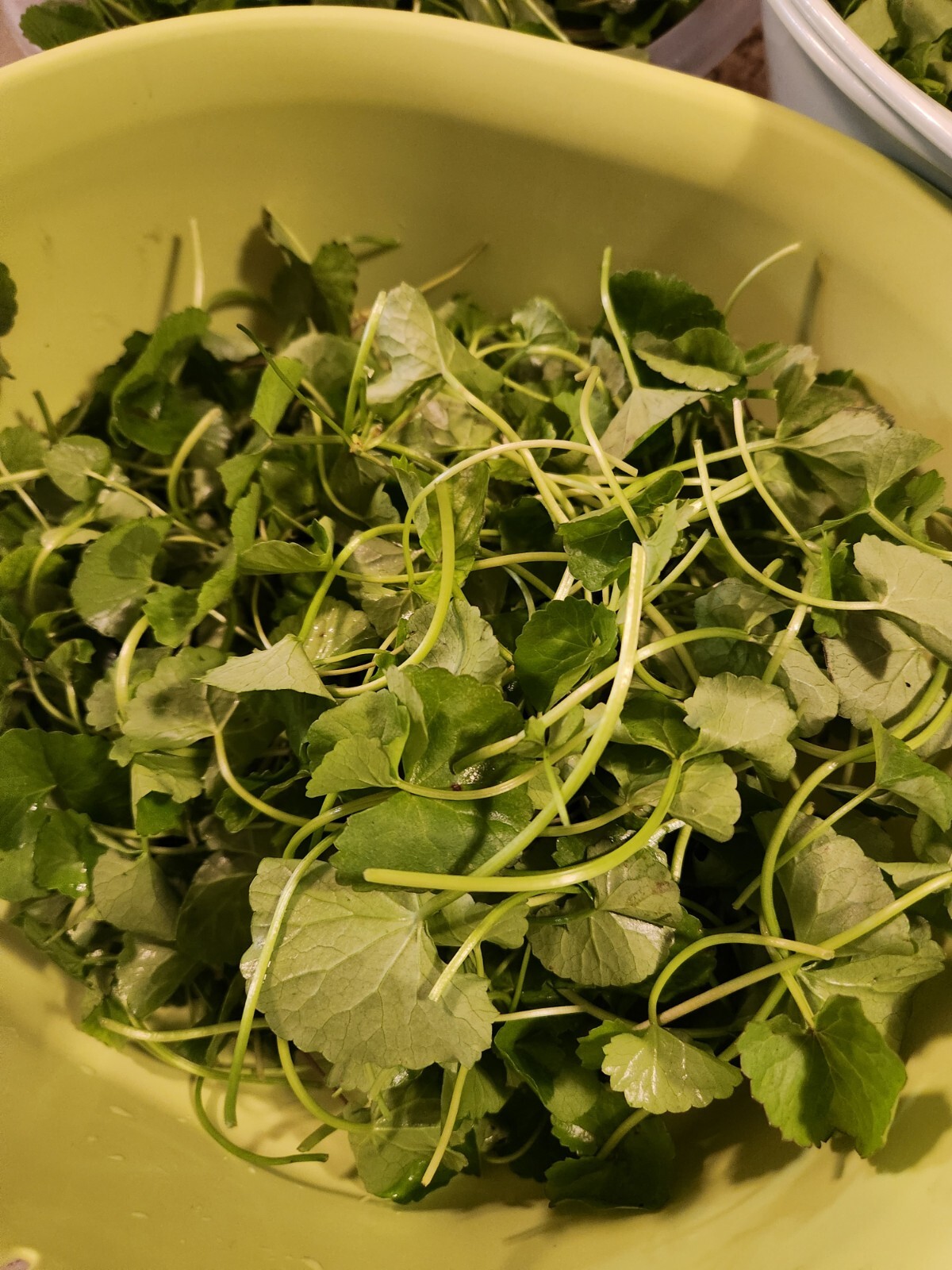 25 Plants GOTU KOLA, CENTELLA ASIATICA SEEDS, Rau Má