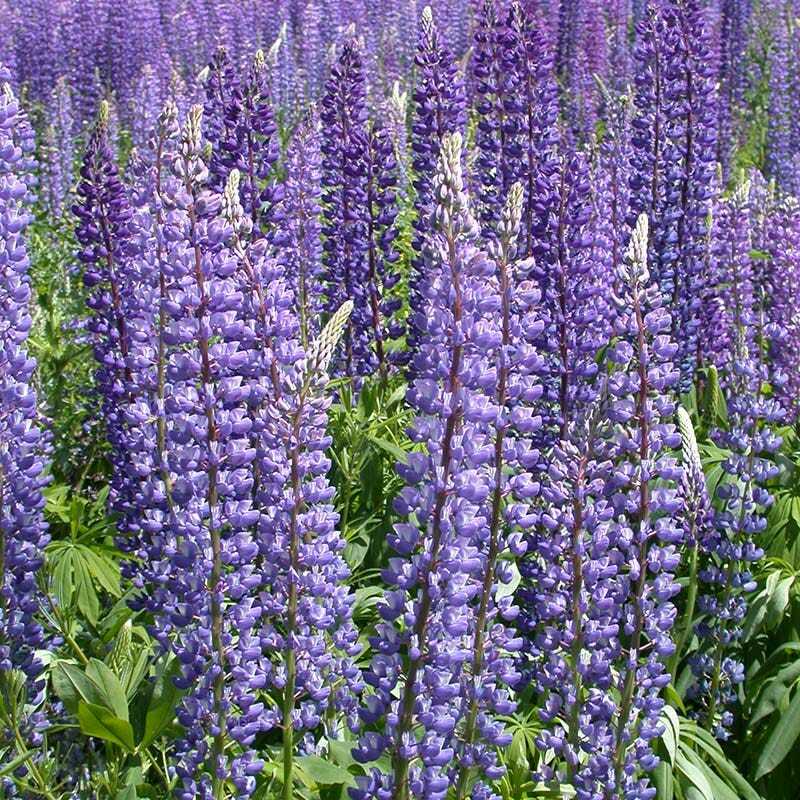 Lupine WILD PERENNIAL Hummingbird & Bee Favorite Heirloom Pure Non-GMO 50 Seeds!