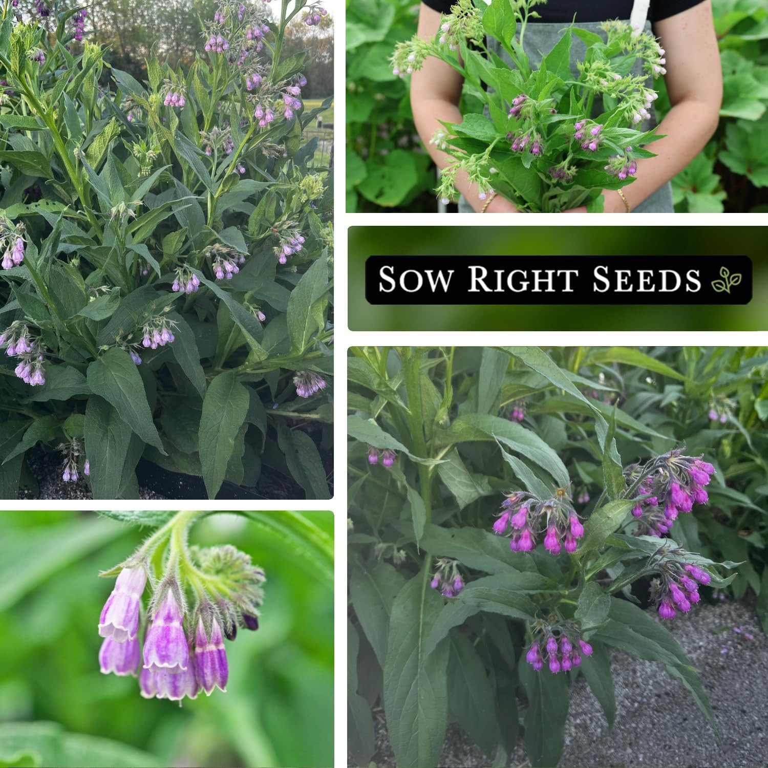 – Comfrey Seeds for Planting – Non-Gmo Heirloom – High-Yield Comfrey for Garden,