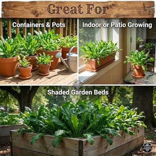 Culantro Seeds 3000+ Heirloom Non-GMO Herb Seeds Cilantro Alternative for