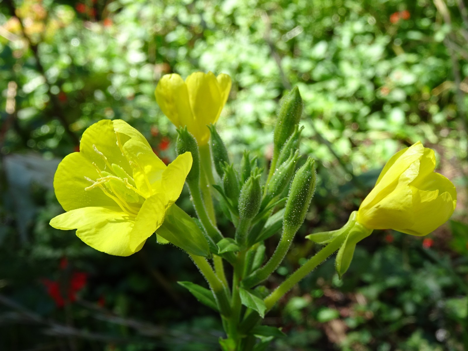 Oenothera biennis primros Native Wildflower 100seeds from 2025 Birds Bees Edible