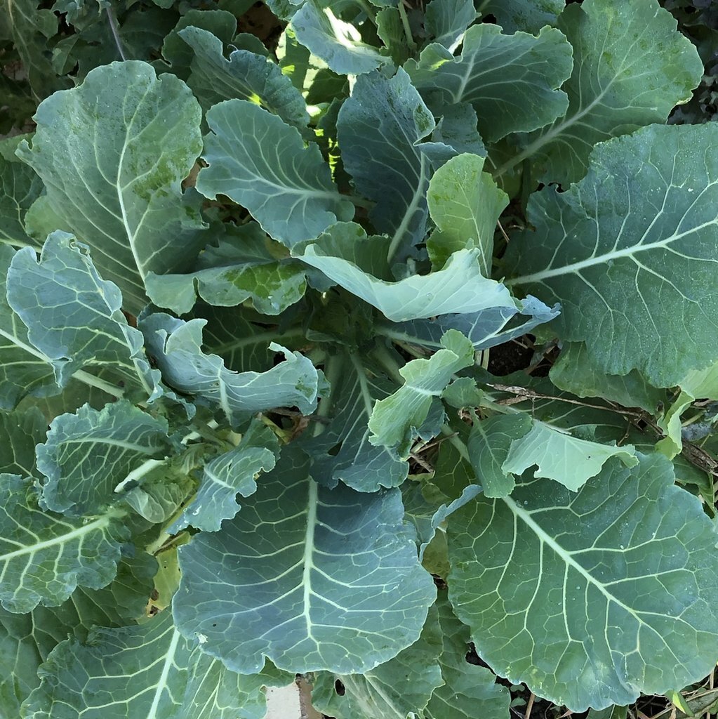 Morris Heading Collard Seeds 300+ Greens Vegetable Garden NON-GMO FREE SHIPPING