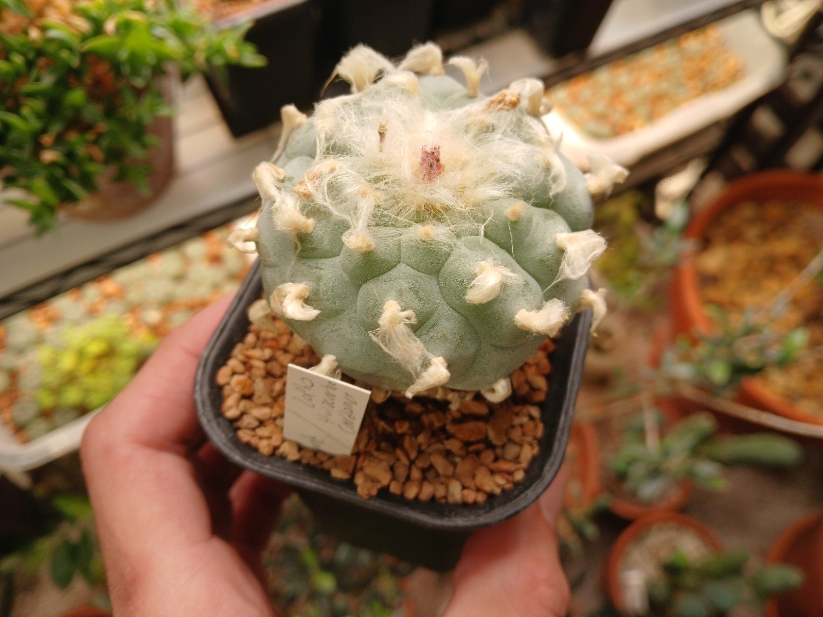 20 Seeds – Loph (willi) var. Huizache – Button Cactus (US Seller)