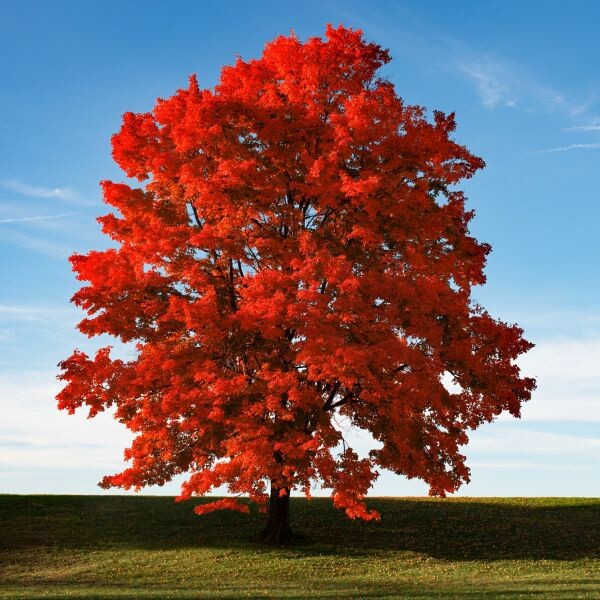 Southern Red Maple Tree | Premium Seeds | Acer rubrum ‘Summer’ | Plants’®