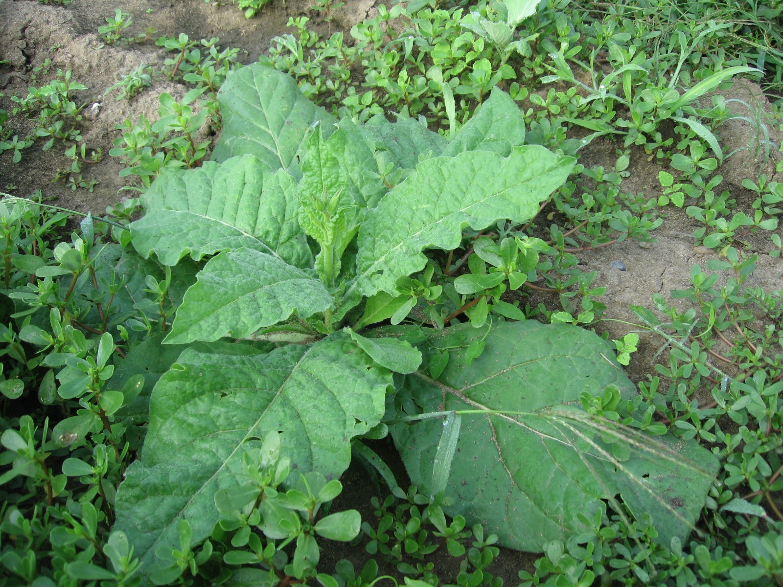 1000 Nicotiana Alata Seeds – Jasmine Flowering Tobacco