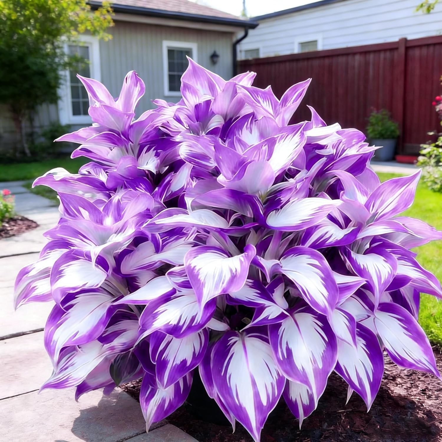 Diverse Rare Hosta Seeds for Planting – 200+pcs Fragrant Perennials for Shade