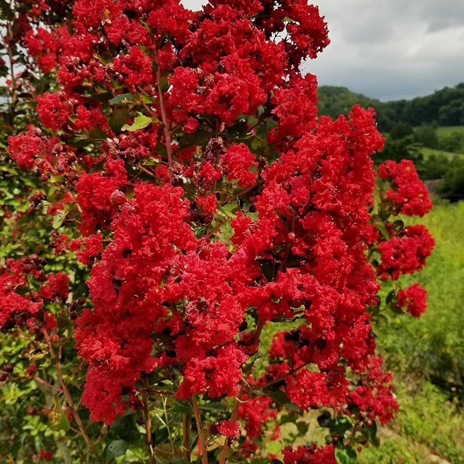 Crape Myrtle Seeds – 100+ GMO Free, Colorful Blooms Perfect for Outdoor Gardens
