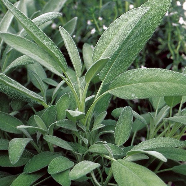 Stangar Broadleaf Sage Seeds