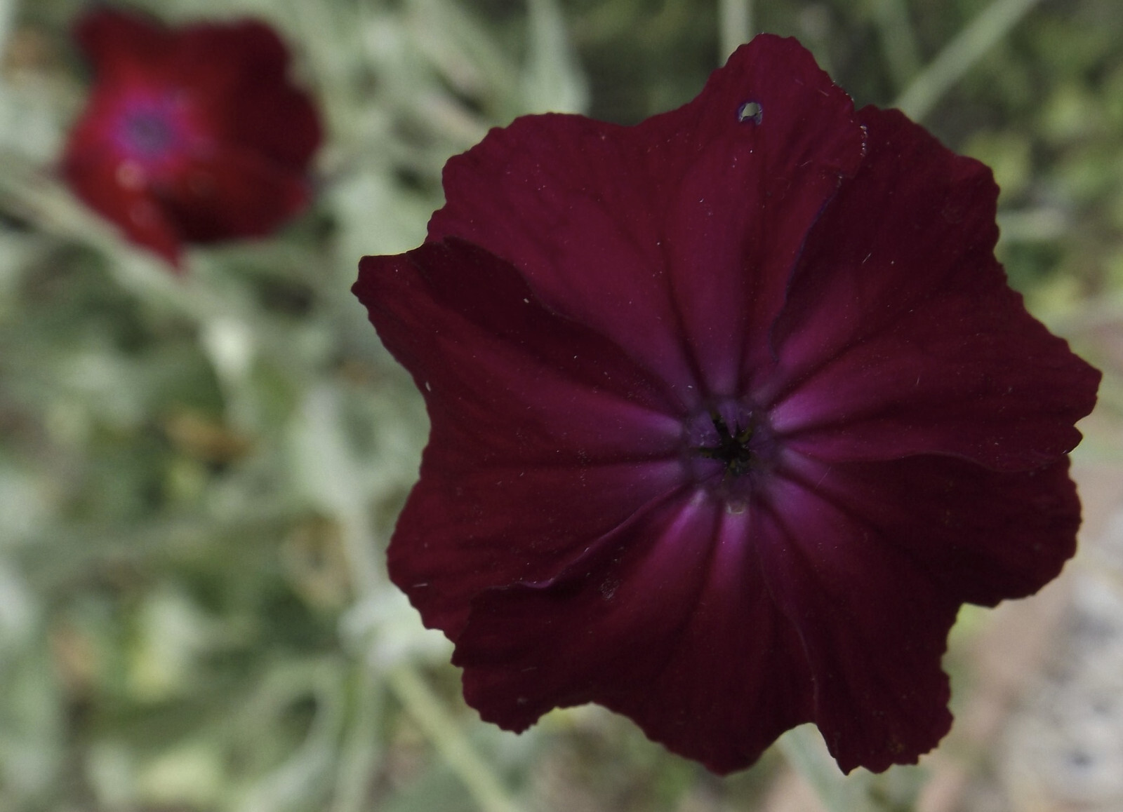Lychnis Coronaria – Rose Campion seed