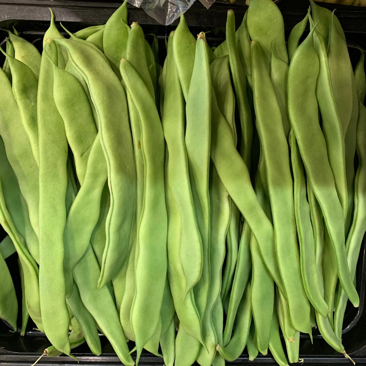 Lu Qing Romano Bean Seeds | Pole Beans Light Green Flat Runner Roma Seed 2023