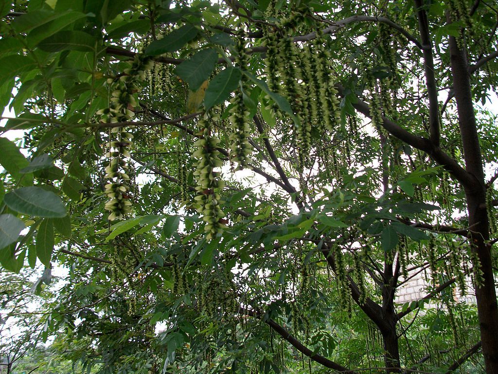 Chinese Wingnut, Pterocarya stenoptera, Tree Seeds (Fast, Showy)