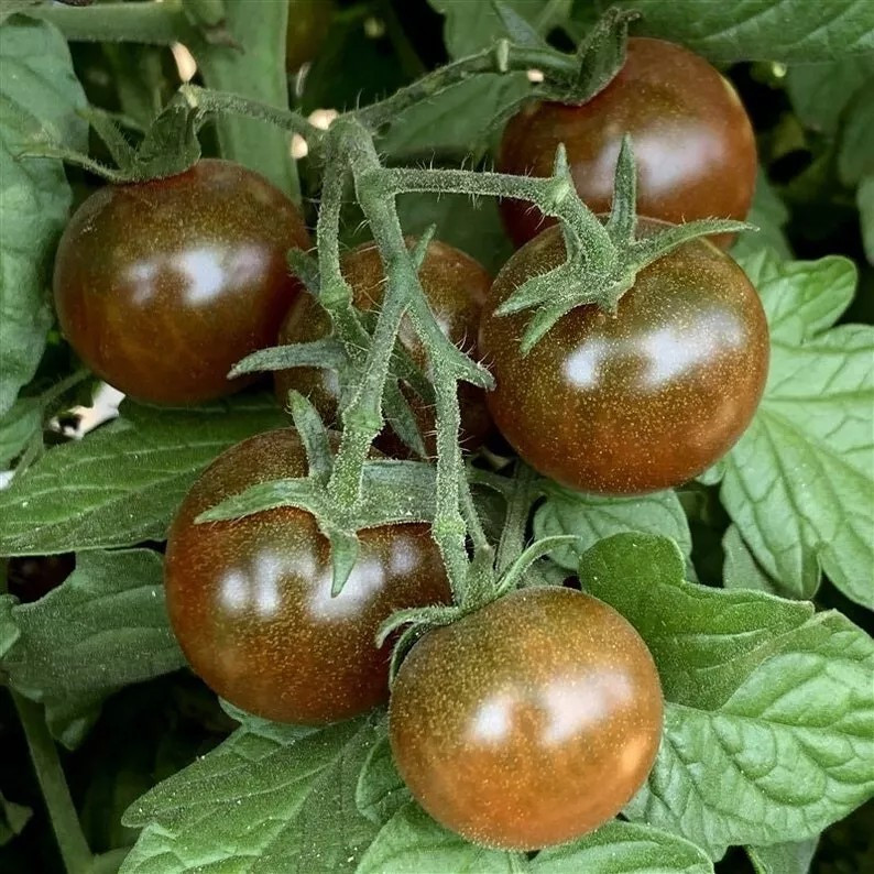 120+ Brown Berry Tomato Seeds – Heirloom – NON GMO – Organic ————– RARE