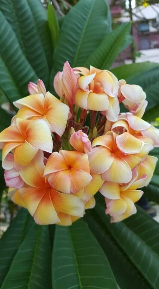 5 White Orange Plumeria Seeds Perennial Flowers Seed Frangipani US SELLER