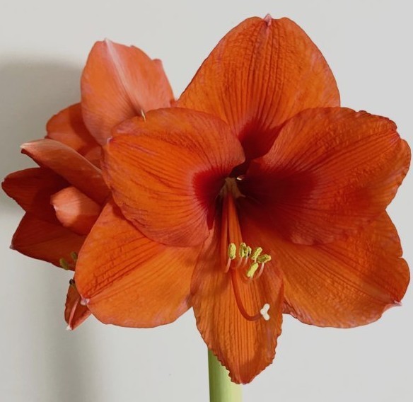 Lemon Star Double Flowering Amaryllis Spectacular Flower Bulb, Check our Store