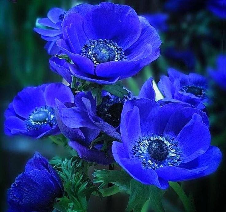 Blue Poppy Anemone Bulbs (12) indoors or outdoors.