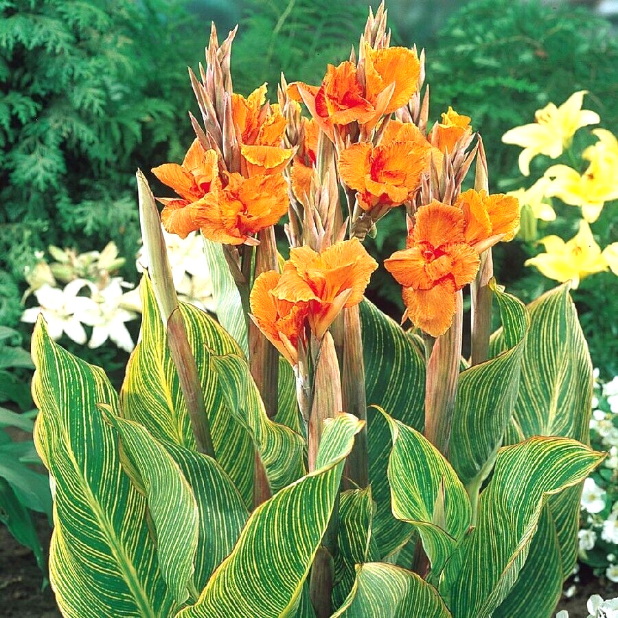 Canna Lily PRETORIA ORANGE VARIEGATED BENGAL TIGER 5 Live Flower Plant Bulbs