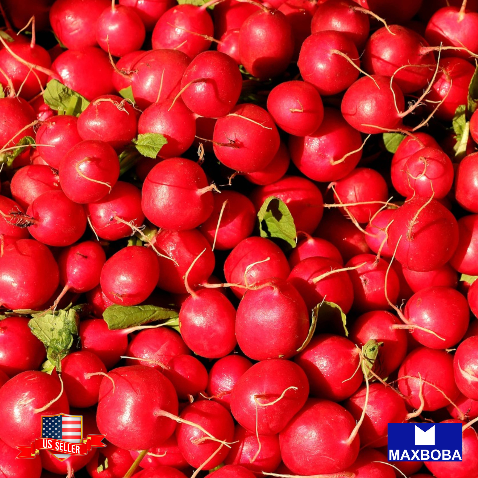 Radish Seeds – Early Scarlet Globe Non-GMO Heirloom Vegetable