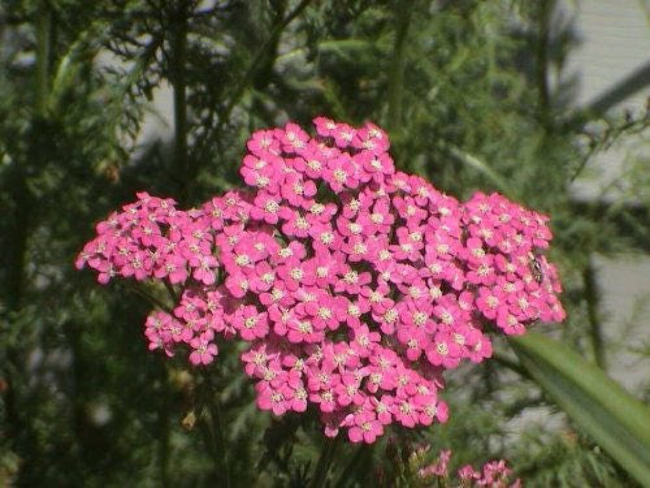 250 PINK Cerise QUEEN YARROW Achillea Millefolium Flower Seeds