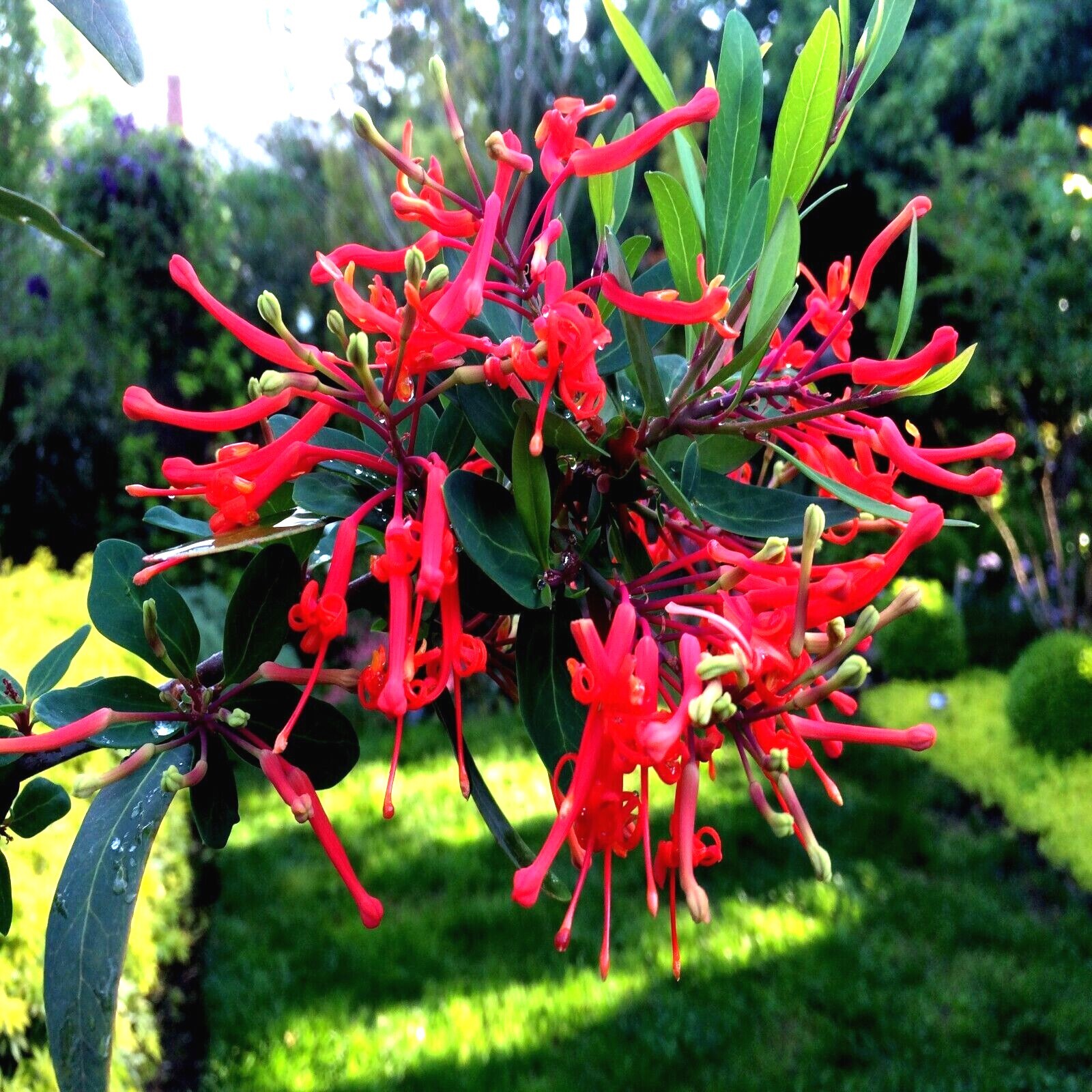 10 Chilean Firebush Tree Seeds Embothrium coccineum Flame Flower Plant RARE!