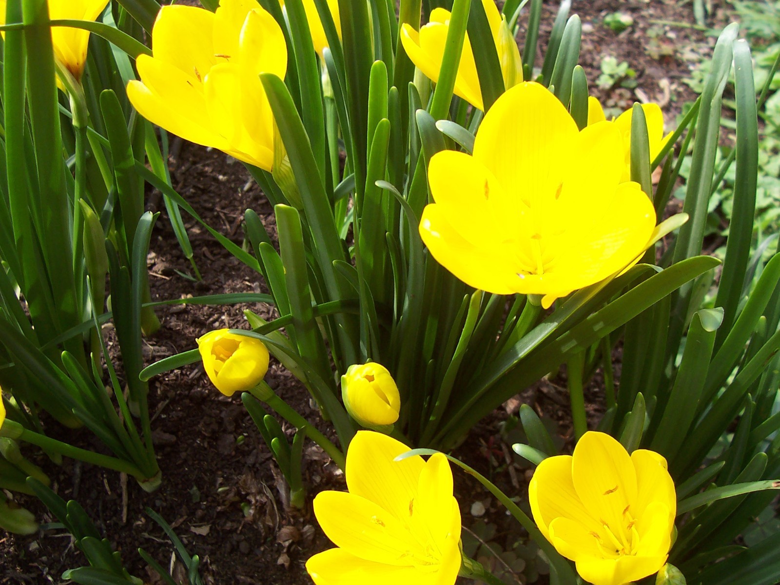 10 LARGE Fall Blooming Crocus Bulbs Autumn Daffodil Sternbergia Lutea Live Plant