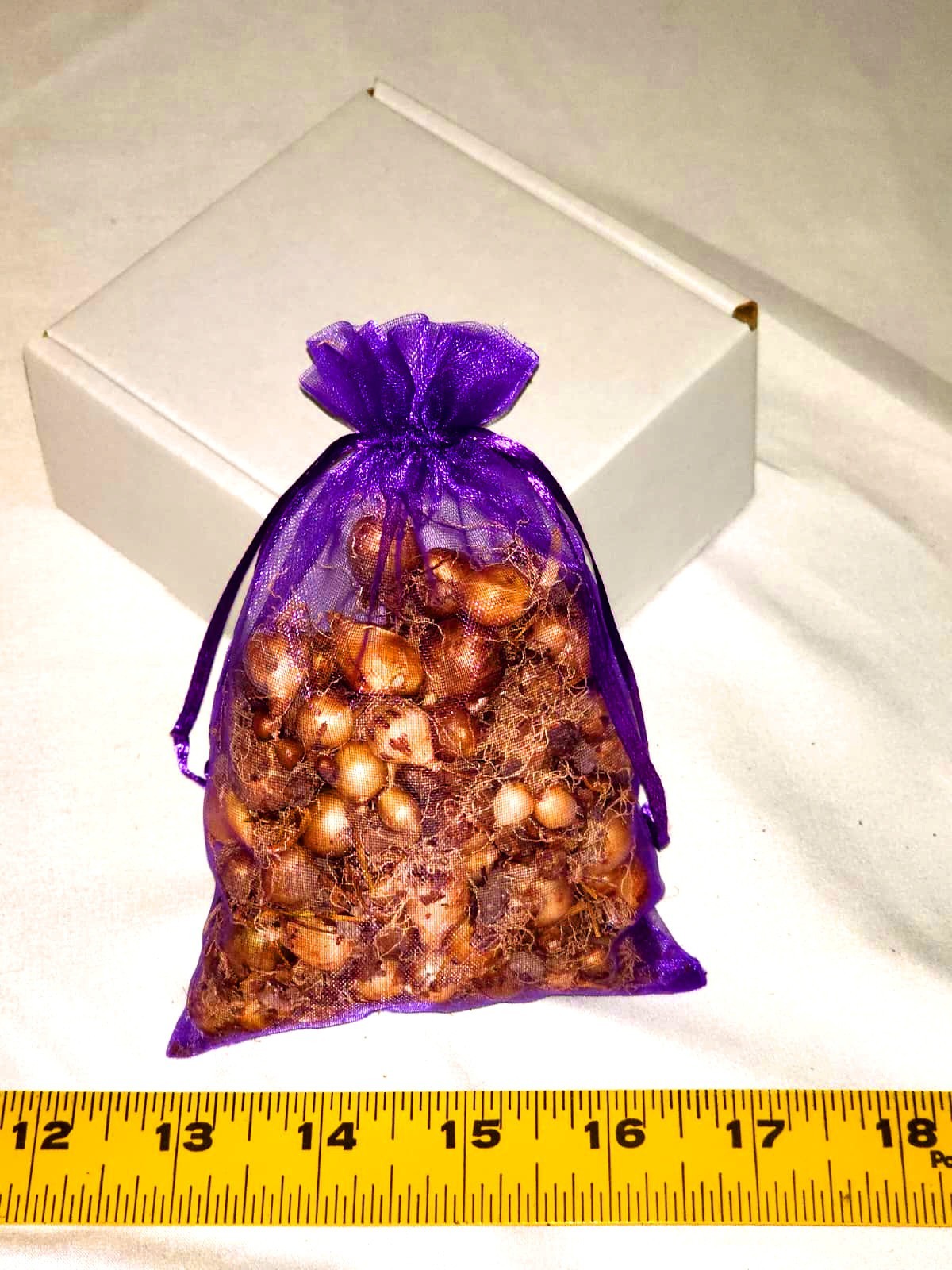 Grape Hyacinth Bulblets (4oz Bag)