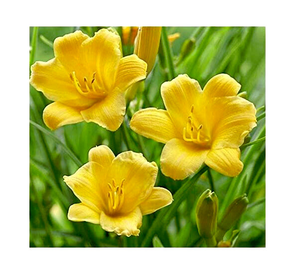 40 GOLDEN DEEP YELLOW STELLA DE ORO DAYLILY SEEDS-~Constant Re-Blooming Flowers!