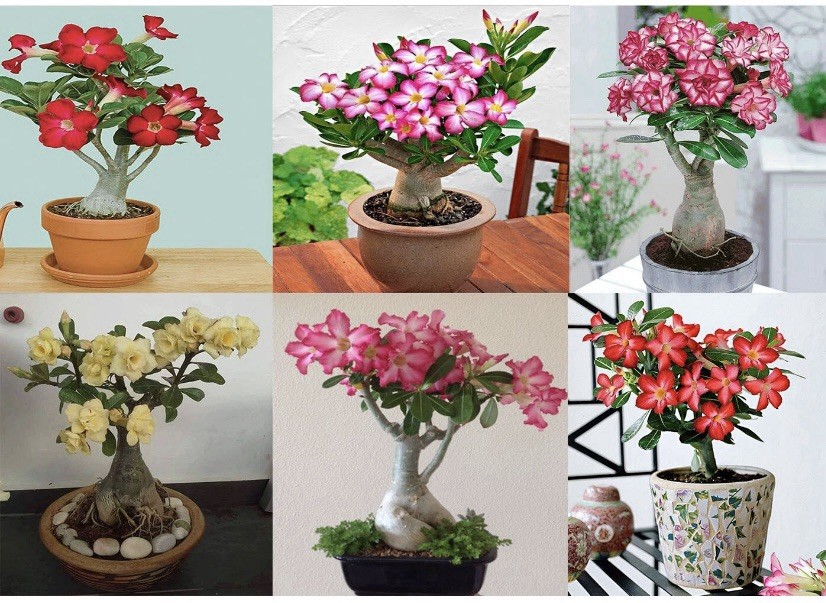 Mixed Color Desert Rose Seeds | 5 Seeds | Adenium Obesum | USA FREE SHIP