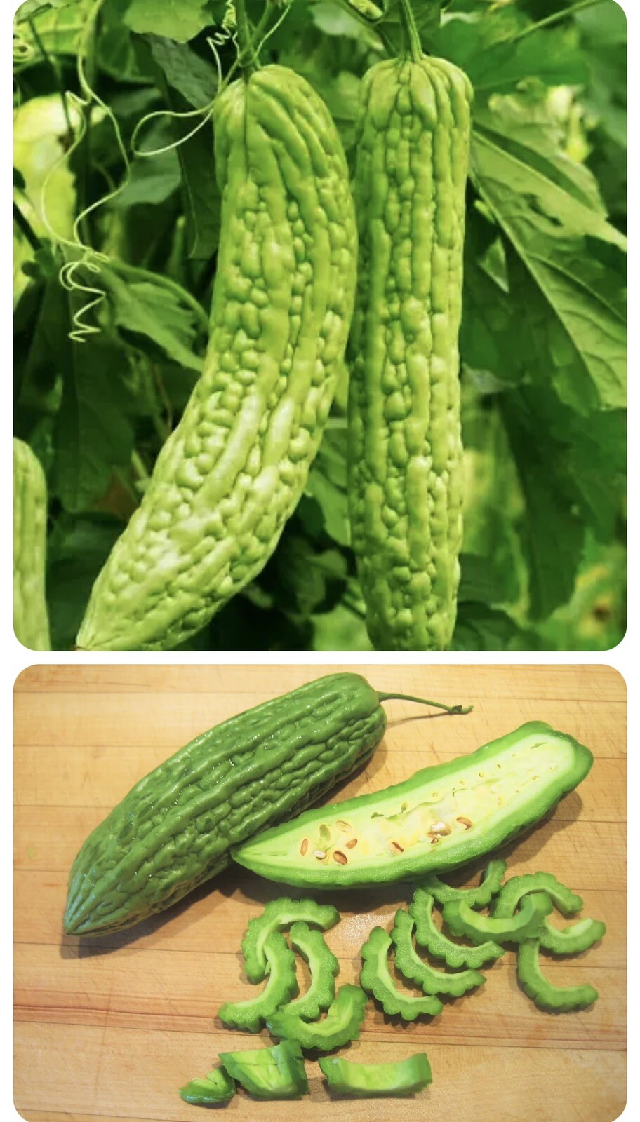 Mixed Green Skin Long + Indian Dark Green Bitter Gourd Ku Gua Khổ Qua 30+ Seeds