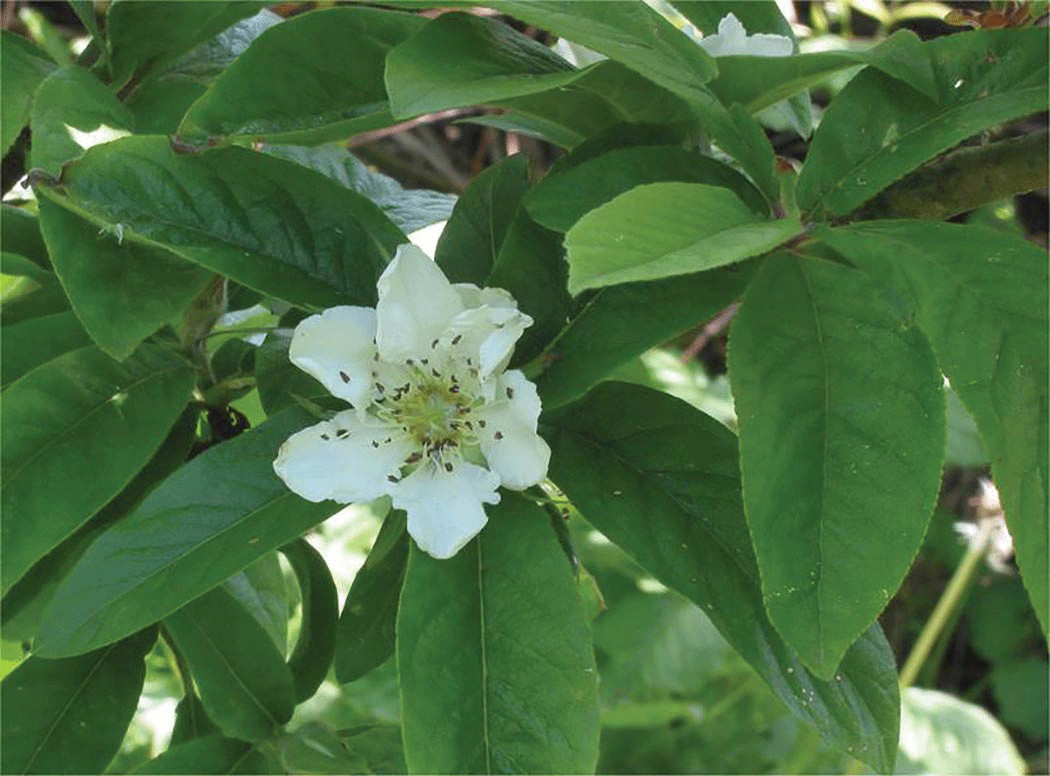 Breda Giant Medlar tree, Mespilus germanica, grafted 1 year old plant 1-2 ft.