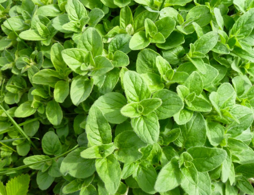 100 mg Italian White Flower Oregano – NON-GMO – Free Shipping