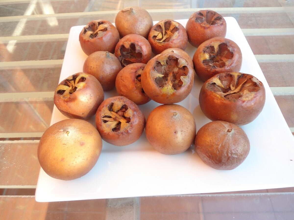 Breda Giant Medlar tree, Mespilus germanica, grafted 1 year old plant 1-2 ft.