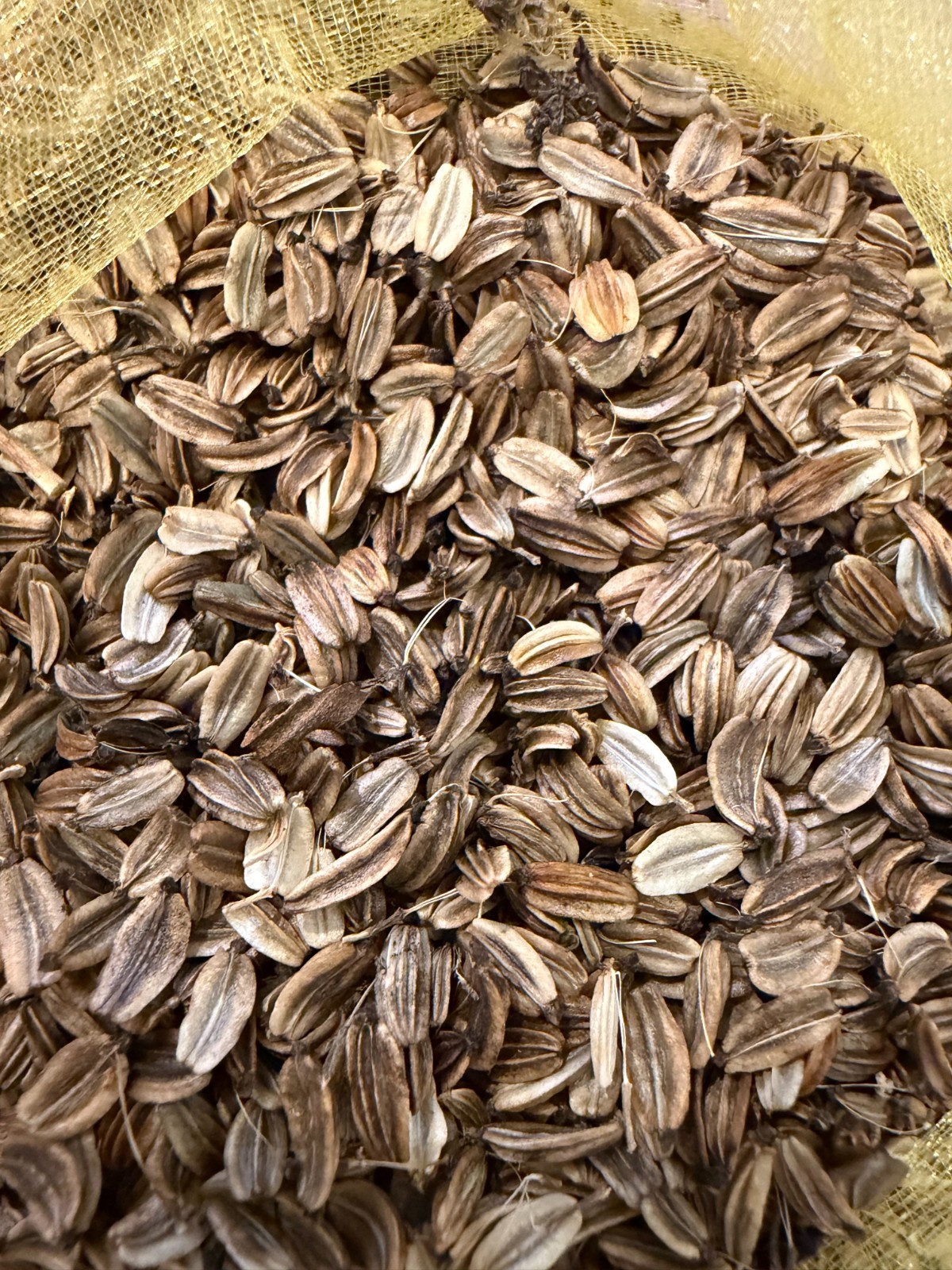 Lovage Seeds Qty: 50 (2025 crop)