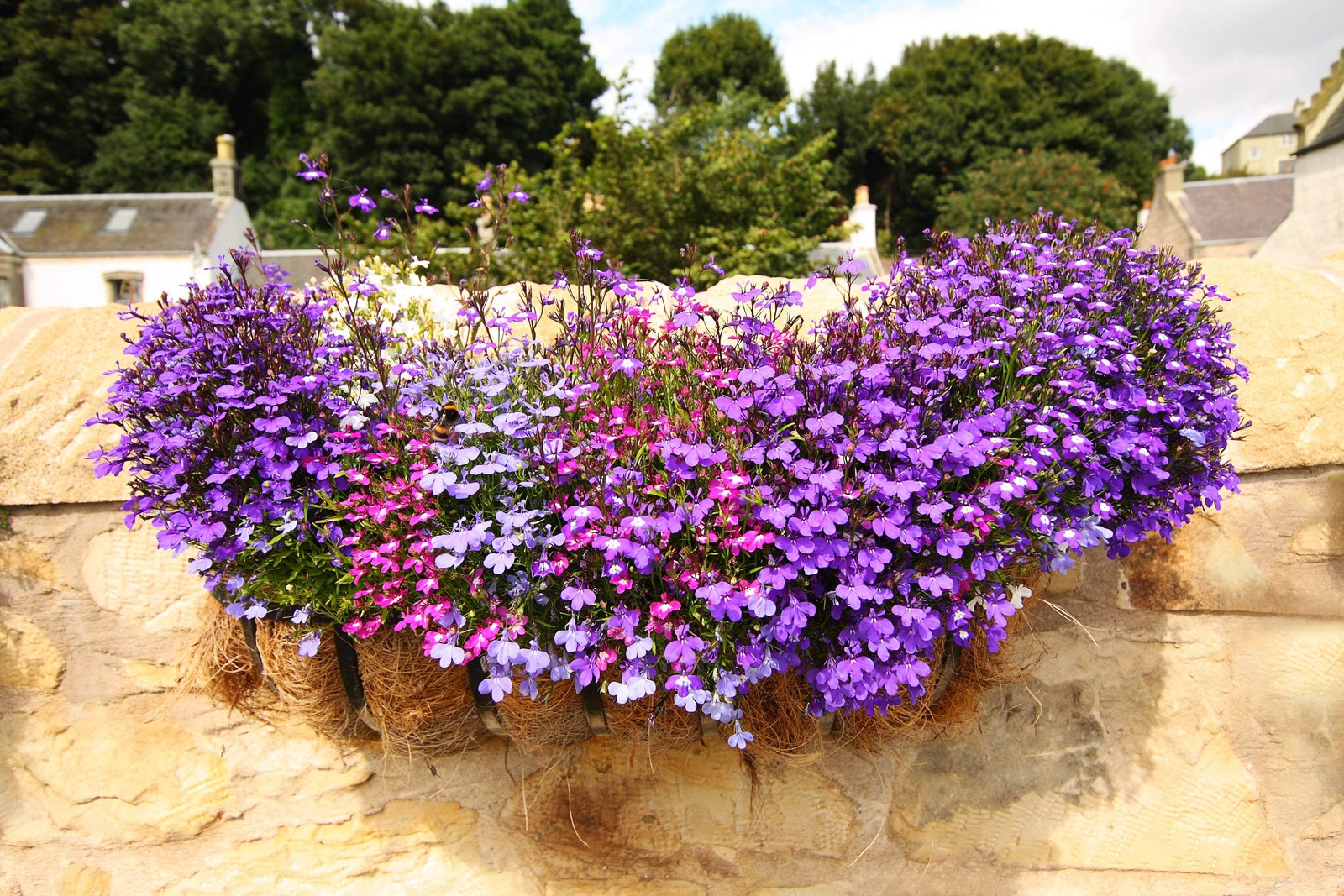 200 MIXED COLORS LOBELIA Regatta Lobelia Erinus Flower Seeds