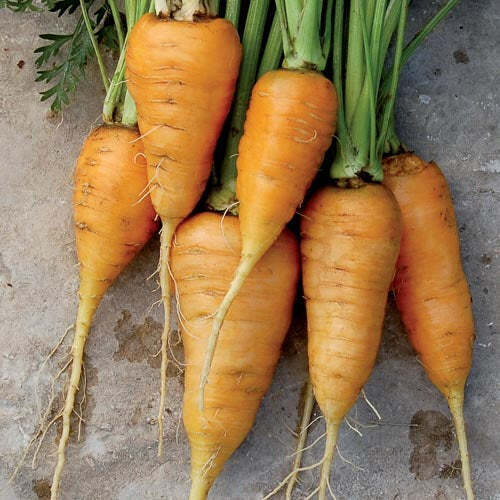 Oxheart Orange Carrot Seeds 150+ Daucus Carota Vegetable NON-GMO USA FREE S&H