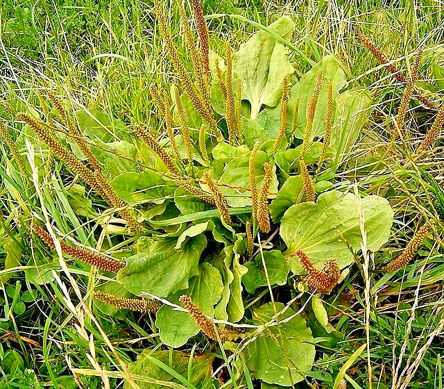 WIDE LEAF PLANTAIN 500 SEEDS, PLANTAGO MAJOR