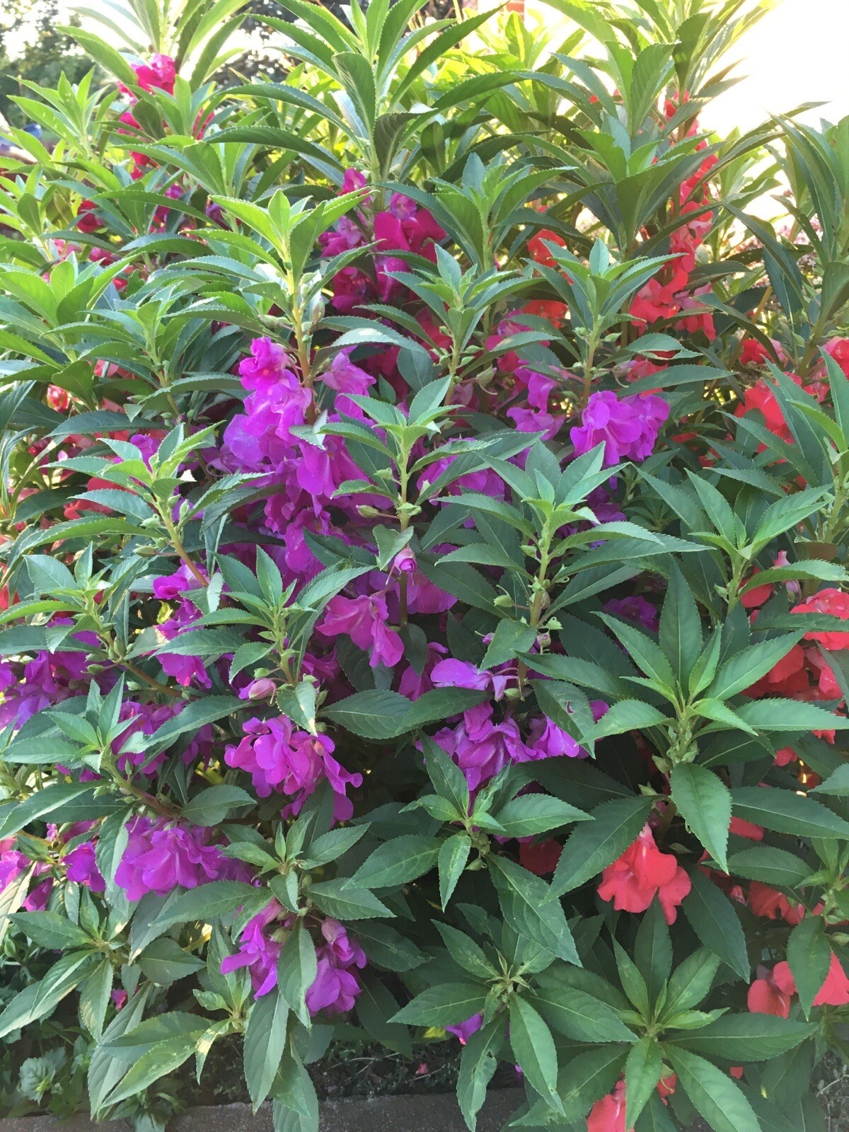 Balsam, Impatiens balsamina 100 seeds