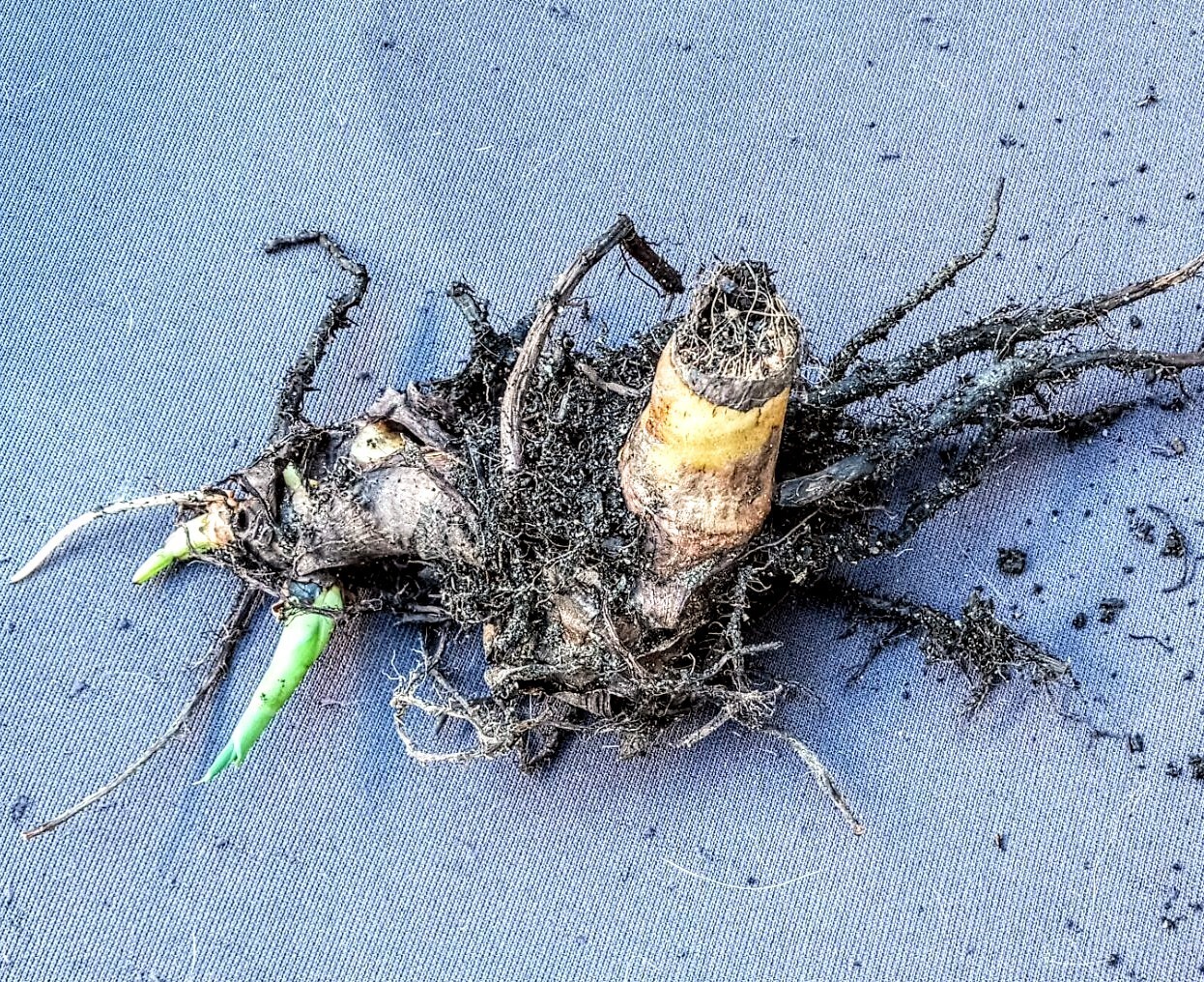8 Canna Bulbs w/Roots FRESHLY DUG PLANTS Yellow Flowers w/Red Speckled Throats