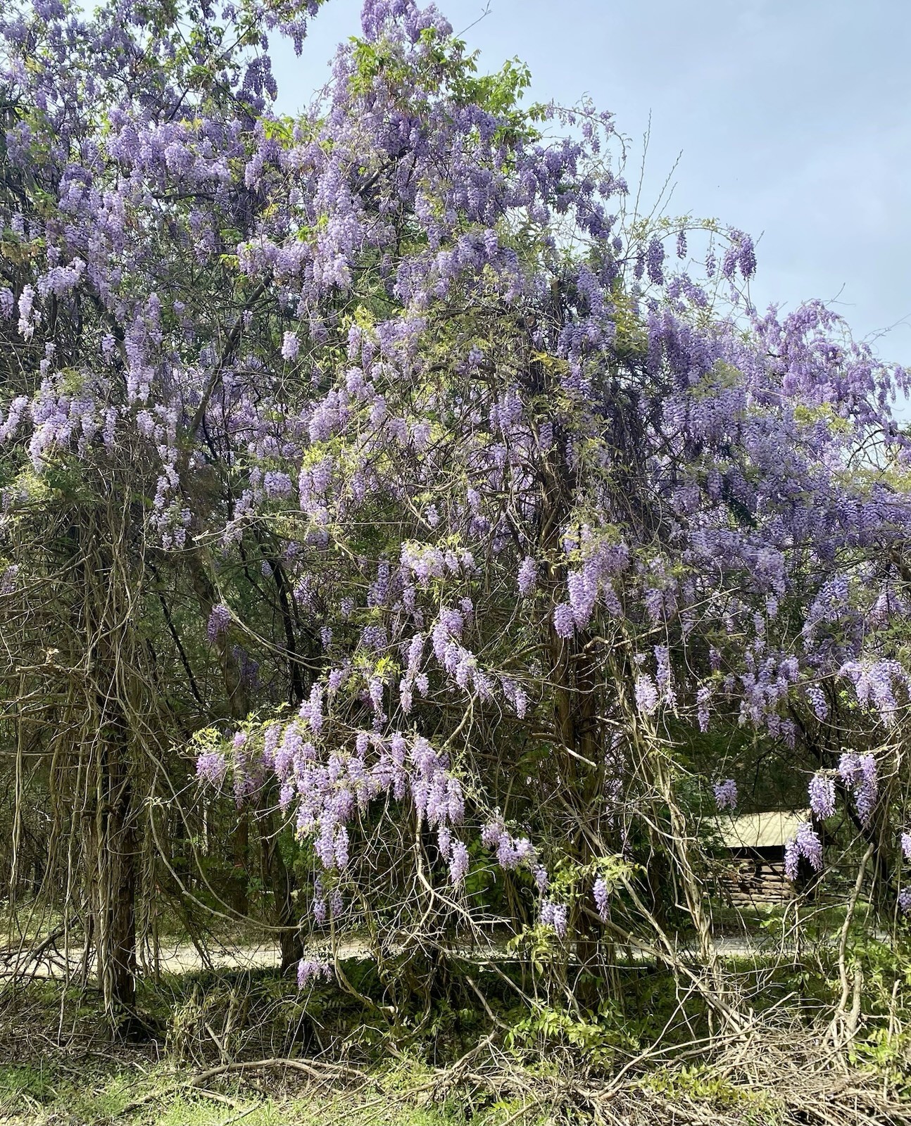 Chinese Wisteria 5 Seeds Perennial Blooming Climbing Vine Purple / Blue Flowers