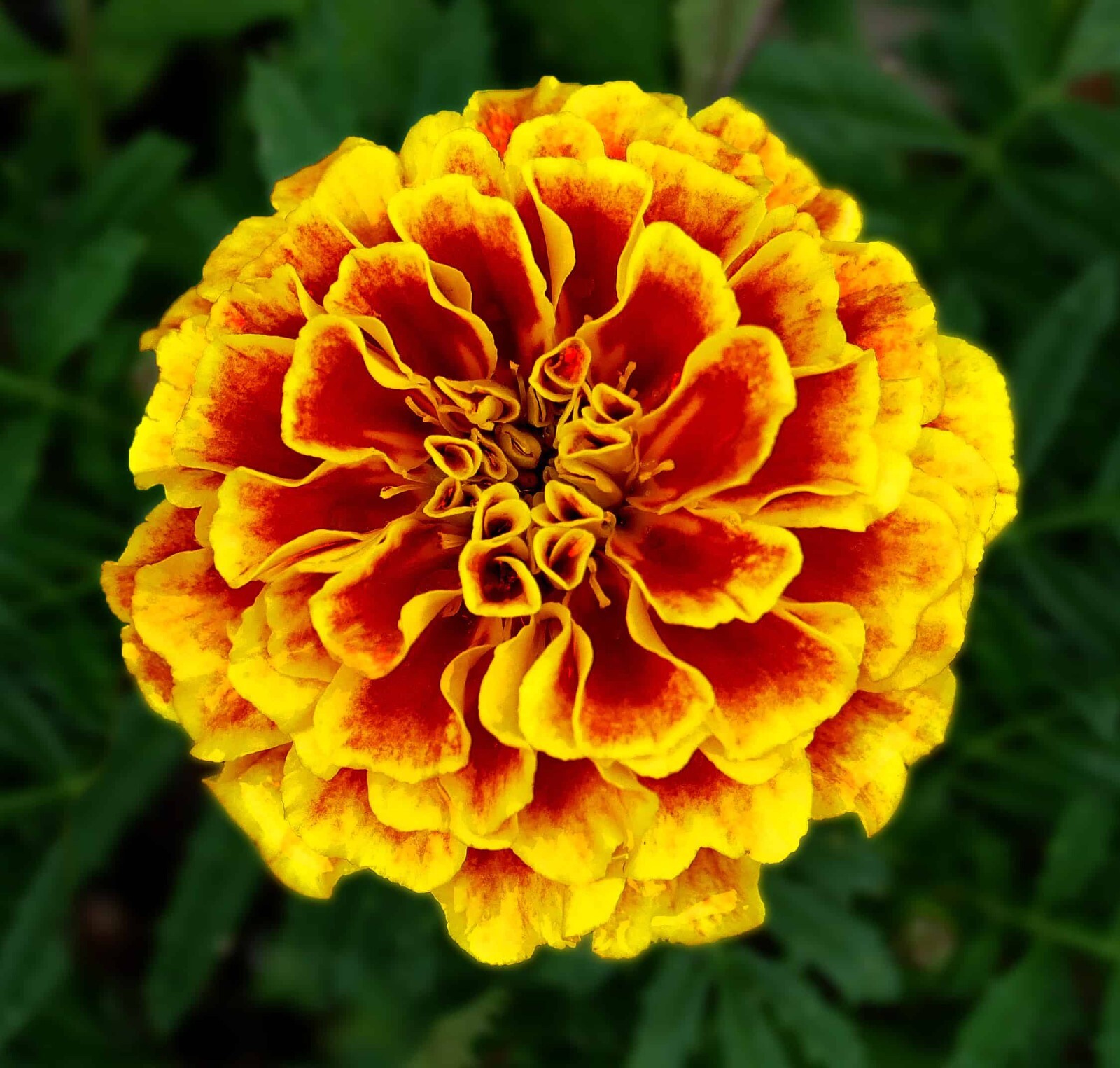 600+ French Marigold DWARF NAUGHTY MARIETTA — HEIRLOOM — INSECT REPELLENT